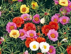 Sundial Moss Rose, Portulaca Grandiflora, Groundcover
Millette Photomedia
