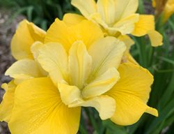 Sunfisher Iris, Iris Sibirica
Walters Gardens
