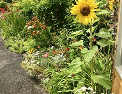 Sunflower And Perennial Flower Border
Garden Design
Calimesa, CA