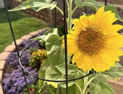 Sunflower
Garden Design
Calimesa, CA