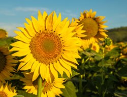 Sunflower, Growing Sunflowers
Shutterstock.com
New York, NY