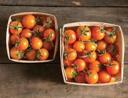 'sungold" Tomatoes
Garden Design
Calimesa, CA