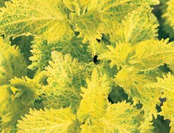 Sunn’s Gold Coleus, Gold Coleus
Garden Design
Calimesa, CA