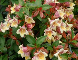 Sunny Anniversary Abelia, Flowering Shrub
Proven Winners
Sycamore, IL