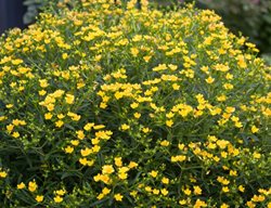 Sunny Boulevard St. John's Wort, Hypericum 
Proven Winners
Sycamore, IL