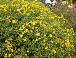 Sunny Boulevard St. John's Wort, St. John's Wort Plant
Proven Winners
Sycamore, IL