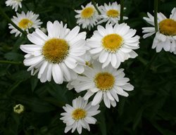 Sunny Side Up Shasta Daisy, Leucanthemum Superbum
Millette Photomedia
