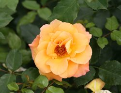 Sunorita Rose, Light Orange Rose
Proven Winners
Sycamore, IL