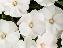Sunpatiens Compact White, White Flowers
Proven Winners
Sycamore, IL