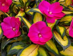 Sunpatiens Tropical Rose, Pink Flower, Variegated Foliage
Proven Winners
Sycamore, IL