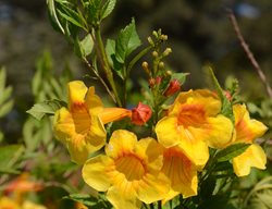 Sunrise Tecoma, Tecoma Hybrid
Flickr
