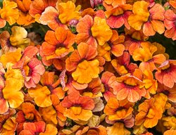 Sunsatia Blood Orange Nemesia, Orange Nemesia Flowers
Proven Winners
Sycamore, IL