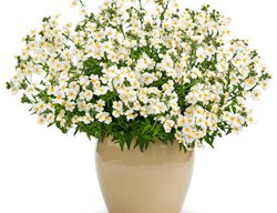 Sunsatia Coconut Nemesia, Nemesia Fruticans, Small White Flowers
Proven Winners
Sycamore, IL