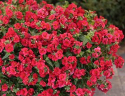 Sunsatia Cranberry Red Nemesia, Nemesia Hybrid
Proven Winners
Sycamore, IL