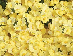 Sunsatia Lemon Nemesia, Nemesia Hybrid
Proven Winners
Sycamore, IL
