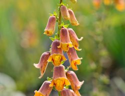 Sunset Foxglove, Digitalis Obscura
Alamy Stock Photo
Brooklyn, NY