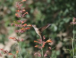 Sunset Hyssop, Agastache With Hummingbird
Flickr
