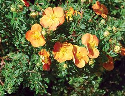 Sunset Potentilla, Potentilla Fruticosa, Orange Flower
Millette Photomedia
