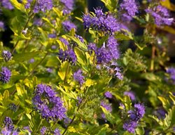 Sunshine Blue Ii Bluebeard, Caryopteris Incana
Proven Winners
Sycamore, IL
