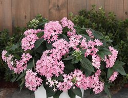 Sunstar Pink Egyptian Star Flower, Pink Pentas Flowers
Proven Winners
Sycamore, IL