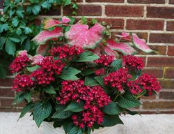 Sunstar Red Pentas In Container, Egyptian Star Flower
Proven Winners
Sycamore, IL