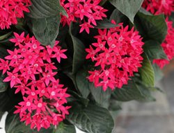 Sunstar Red Pentas, Pentas Lanceolata, Egyptian Star Flower
Proven Winners
Sycamore, IL
