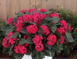 Sunstar Red Pentas, Red Pentas Flowers
Proven Winners
Sycamore, IL