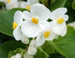 Super Olympia White Begonia, White Begonia Flower
Shutterstock.com
New York, NY