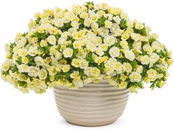 Superbells Double Chiffon, Calibrachoa, Light Yellow Flowers
Proven Winners
Sycamore, IL