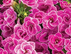 Superbells Doublette Love Swept Calibrachoa, Pink Double Calibrachoa
Proven Winners
Sycamore, IL