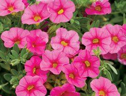 Superbells Pink, Calibrachoa
Proven Winners
Sycamore, IL