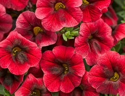 Superbells Pomegranate Punch
Proven Winners
Sycamore, IL