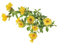 Superbells Saffron Calibrachoa, Hummingbirds
Storey Publishing
North Adams, MA