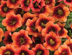 Superbells Tangerine Punch
Proven Winners
Sycamore, IL