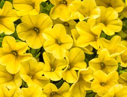 Superbells Yellow, Calibrachoa
Proven Winners
Sycamore, IL
