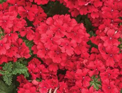 Superbena Red Verbena, Red Verbena, Red Verbena Flower
Proven Winners
Sycamore, IL