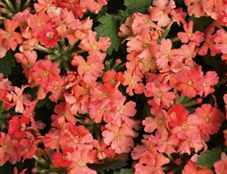 Superbena Royale Peachy Keen, Peach Verbena
Proven Winners
Sycamore, IL