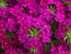 Superbena Royale Plum Wine, Verbena Hybrid
Proven Winners
Sycamore, IL