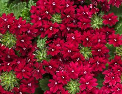 Superbena Royale Romance, Verbena, Red Flowers
Proven Winners
Sycamore, IL
