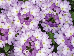 Superbena Sparkling Amethyst, Verbena, Purple And White Flowers
Proven Winners
Sycamore, IL
