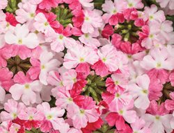 Superbena Sparkling Rose, Verbena Hybrid
Proven Winners
Sycamore, IL