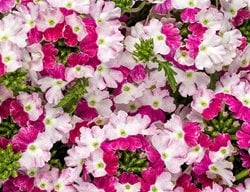 Superbena Sparkling Ruby, Pink And White Verbena
Proven Winners
Sycamore, IL