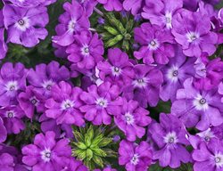 Superbena Violet Ice, Purple Verbena
Proven Winners
Sycamore, IL