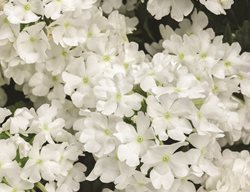 Superbena Whiteout, Verbena Flower, White Verbena
Proven Winners
Sycamore, IL