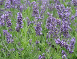 Superblue Lavender, Lavandula Angustifolia 'superblue'
Millette Photomedia
