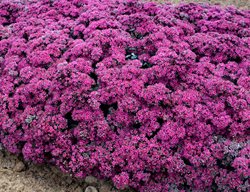 Superstar Sedum, Pink Flower Ground Cover, Sedum Plant
Proven Winners
Sycamore, IL