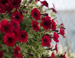 Supertunia Black Cherry Petunia, Dark Red Petunia
Proven Winners
Sycamore, IL