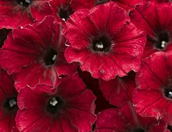 Supertunia, Black Cherry, Petunia
Proven Winners
Sycamore, IL