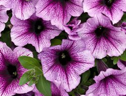 Supertunia, Bordeaux, Purple Petunia
Proven Winners
Sycamore, IL