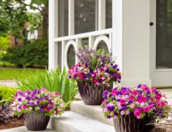 Supertunia Combo Planters
Proven Winners
Sycamore, IL